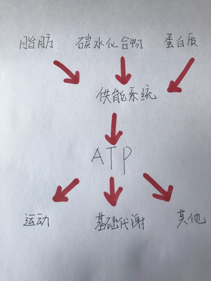 運(yùn)動(dòng)30分鐘后才開始消耗脂肪……是真是假？